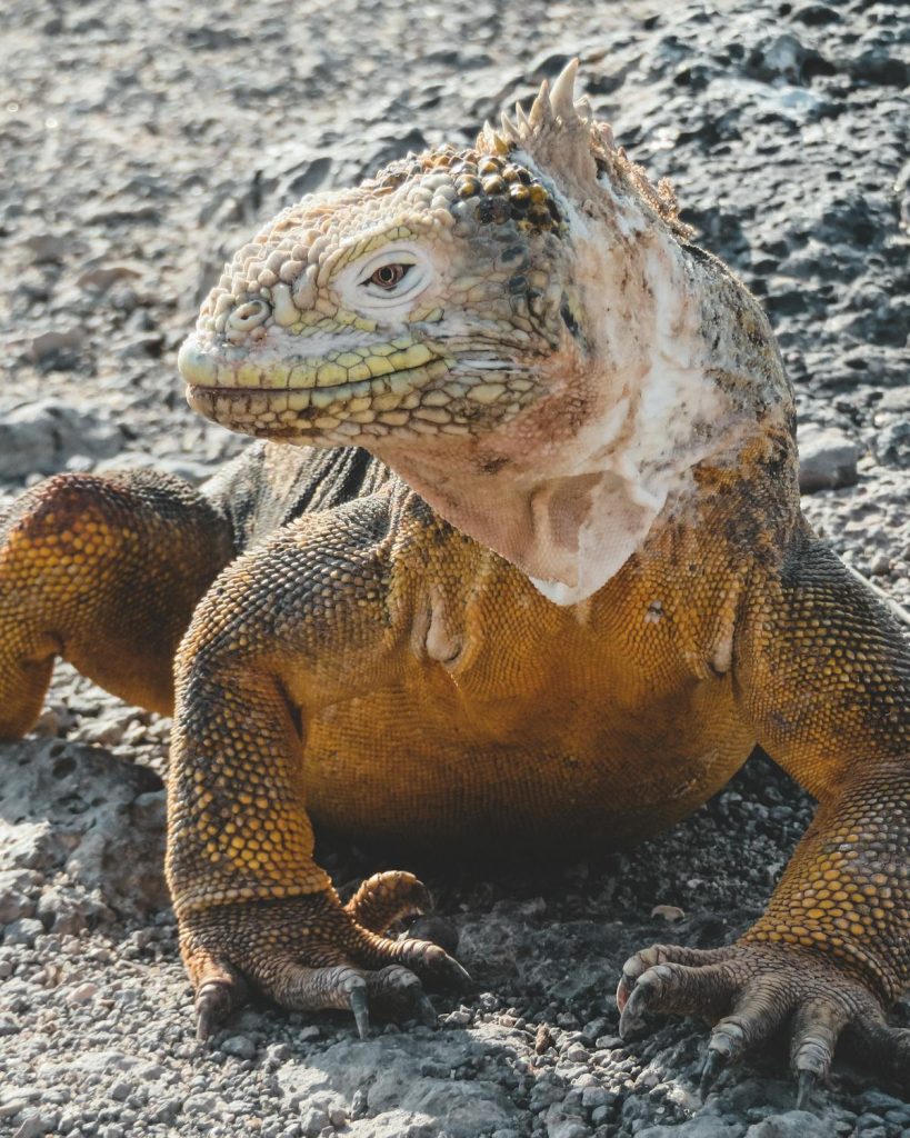 galapagosIslands