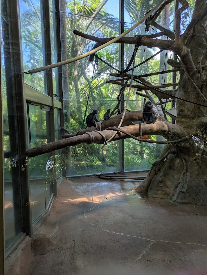 MonkeysSanDZoo MonkeysSanDZoo