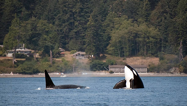 San Juan Island Whales