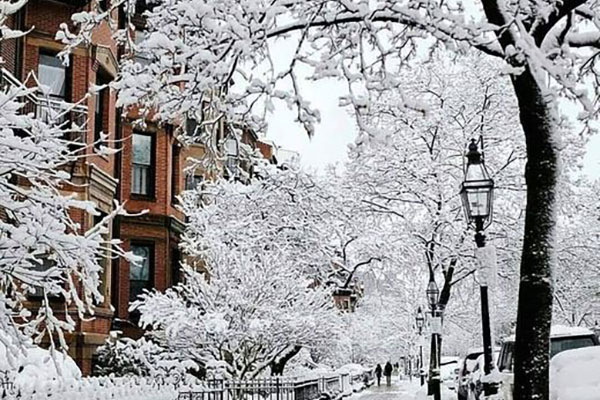 SnowBostontrees-sm