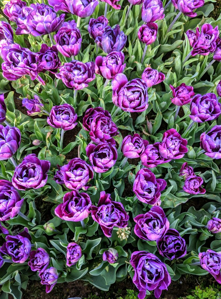 purpleTulips