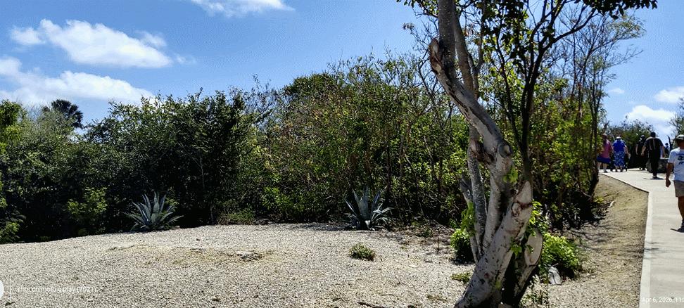 grandCaymanTree