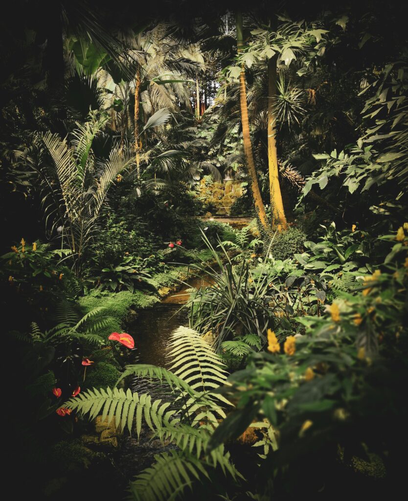 tropRainForest2