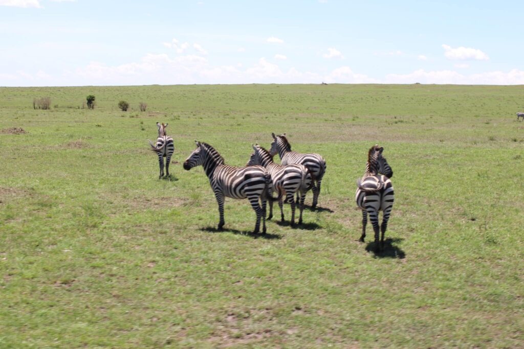 zebrasSafariJessic
